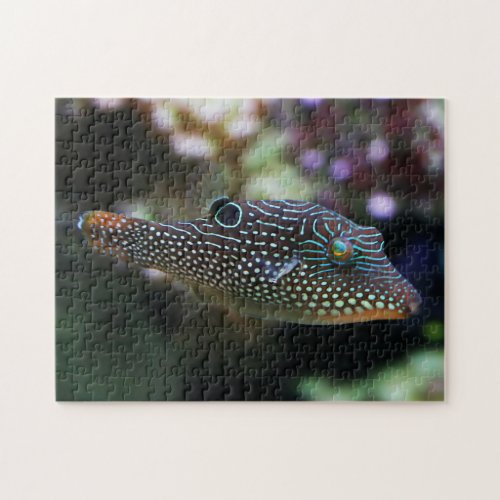 Blue Spotted Pufferfish Canthigaster Solandri Jigsaw Puzzle