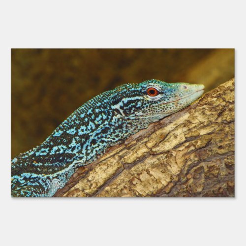 Blue_Spotted Tree Monitor Varanus Macraei Sign