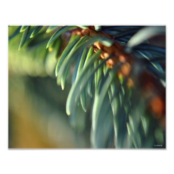 Blue Spruce Branch Photo Print by William63 at Zazzle