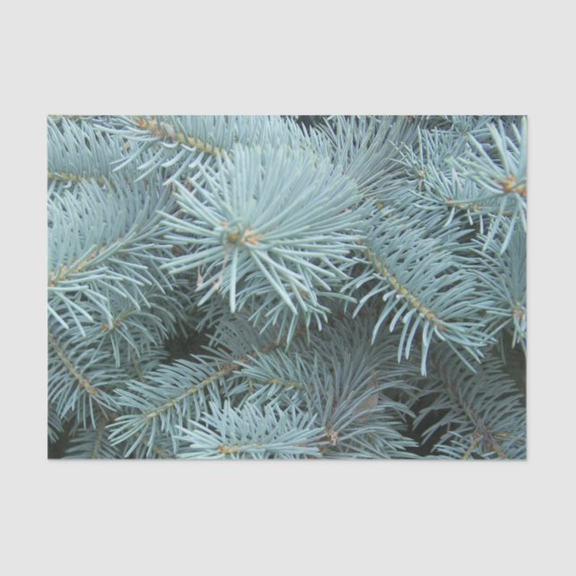 Blue spruce gray winter tissue paper (Front)