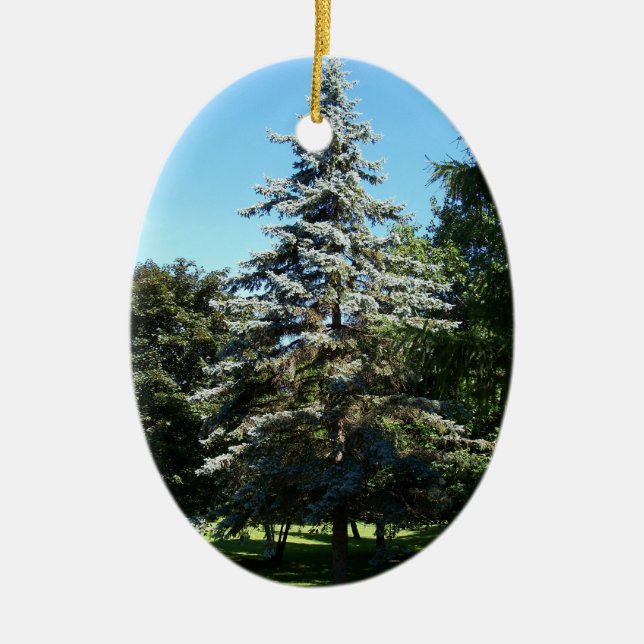 Blue Spruce Ornament (Front)