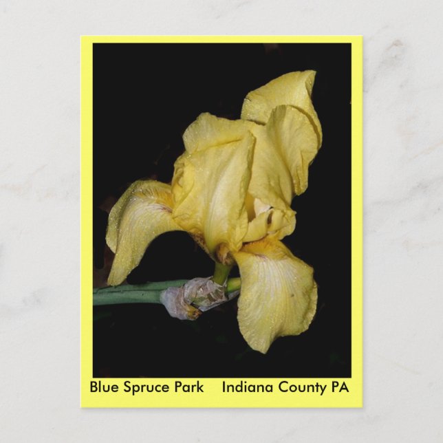 Blue Spruce Park    Indiana County PA Postcard (Front)