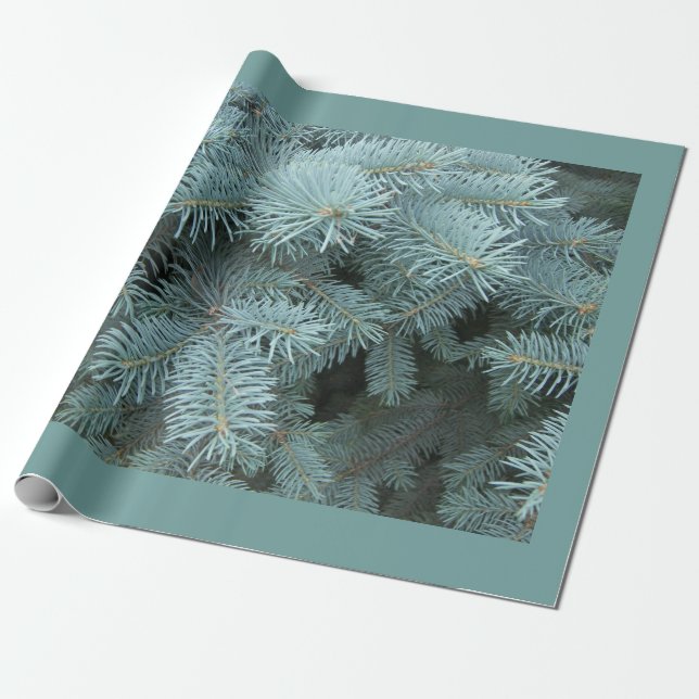 Blue spruce rustic nature gray green wrapping paper (Unrolled)