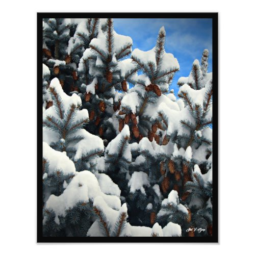 Blue Spruce Snow Cones Full Color Wall Art Print