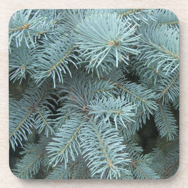 Blue spruce tree gray blue rustic nature beverage coaster (Front)