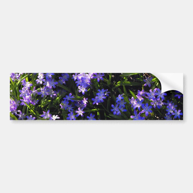 Blue Squill Spring Flowers Bumper Sticker (Front)