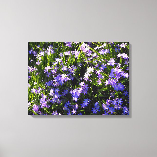 Blue Squill spring flowers Canvas Print (Front)