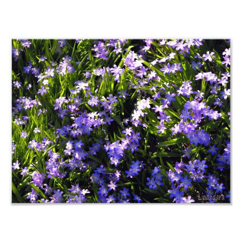 Blue Squill Spring Flowers Photo Print