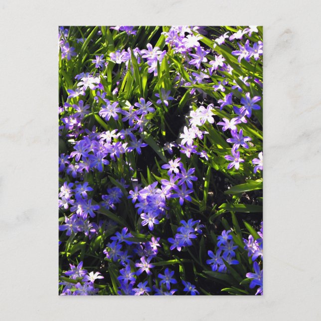 Blue Squill Spring Flowers Postcard (Front)
