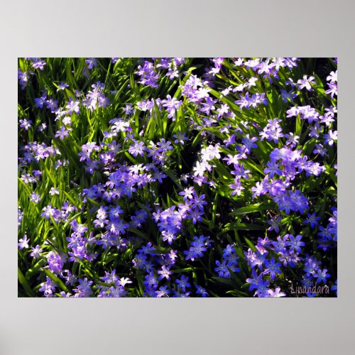 Blue Squill spring flowers Poster