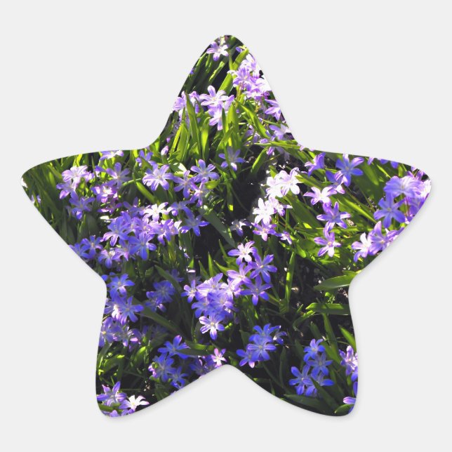 Blue Squill Spring Flowers Star Sticker (Front)