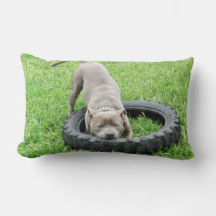 Blue Staffordshire Bull Terrier Play Time. Lumbar Pillow