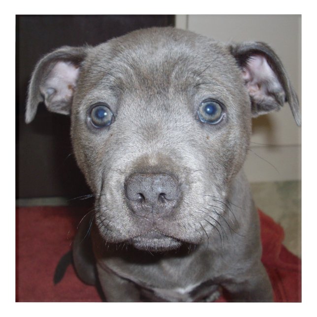 Blue Staffordshire Bull Terrier Puppy, Acrylic Print (Front)