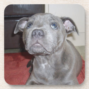 Blue Staffordshire Bull Terrier Puppy, Beverage Coaster