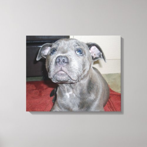 Blue Staffordshire Bull Terrier Puppy Canvas Print