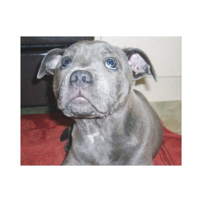 blue bull terrier puppies