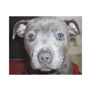 staffy fleece