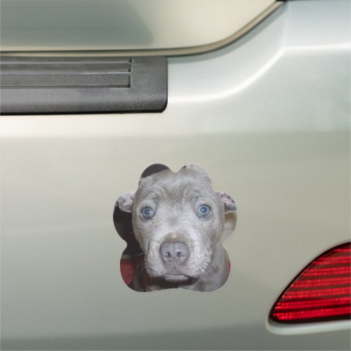 Blue Staffordshire Bull Terrier Puppy Car Magnet
