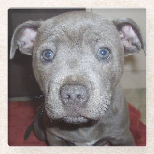 Blue Staffordshire Bull Terrier Puppy Glass Coaster