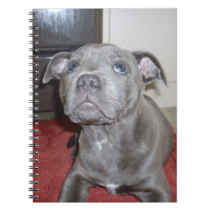 Blue Staffordshire Bull Terrier Puppy, Notebook