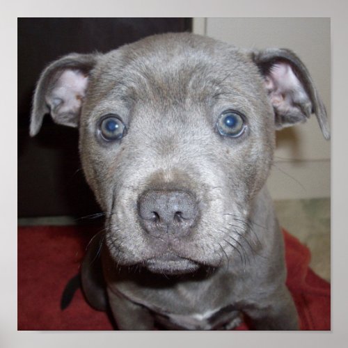 Blue Staffordshire Bull Terrier Puppy Poster