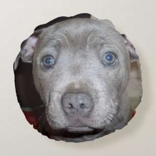 Blue Staffordshire Bull Terrier Puppy, Round Pillow