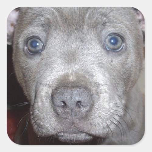 Blue Staffordshire Bull Terrier Puppy Square Sticker