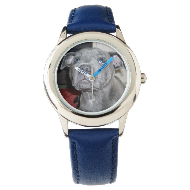 Blue Staffordshire Bull Terrier Puppy, Watch (Front)