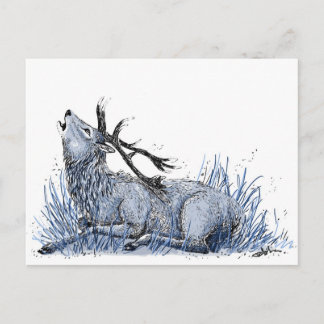 Blue Stag Postcard