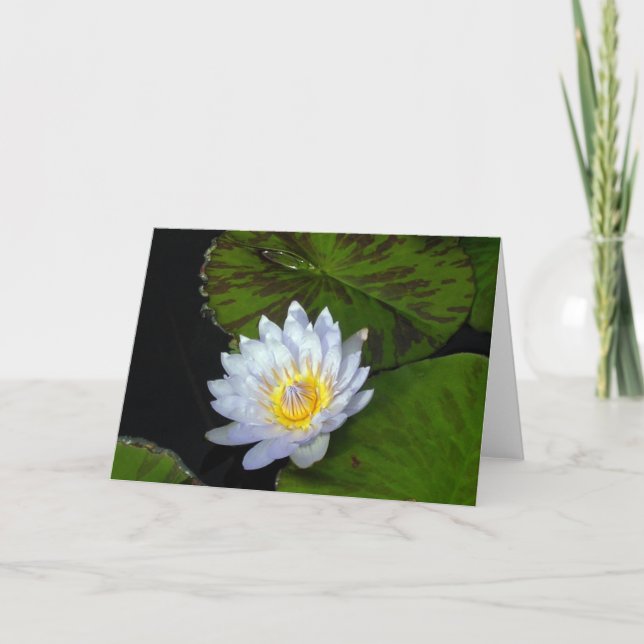 Blue Star Lotus Card (Front)