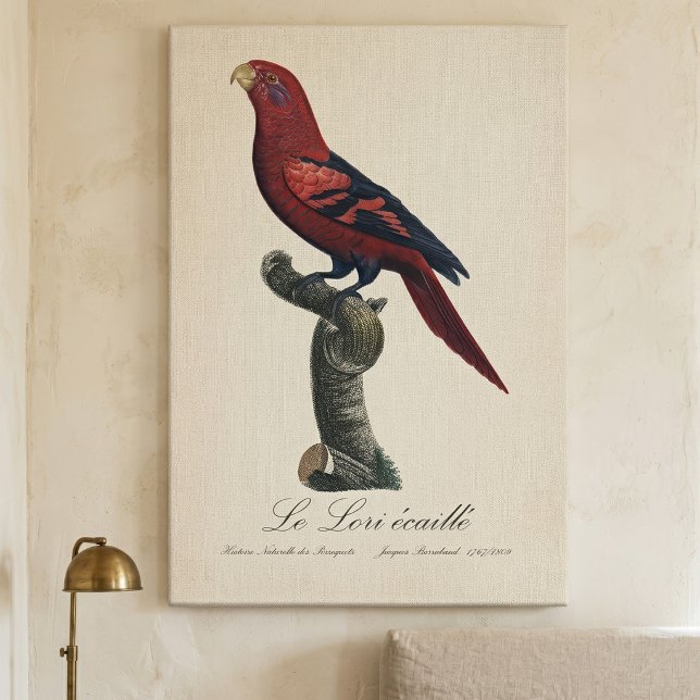 Blue-Streaked Lory, Trichoglossus reticulatus Canvas Print (Blue-Streaked Lory, Trichoglossus reticulatus. Canvas Print)