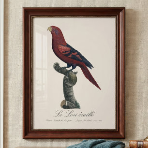 Blue-Streaked Lory, Trichoglossus reticulatus Photo Print