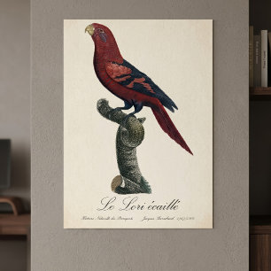 Blue-Streaked Lory, Trichoglossus reticulatus Poster