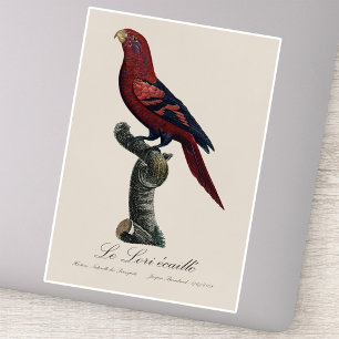 Blue-Streaked Lory, Trichoglossus reticulatus Sticker