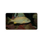 blue striped yellow fish saltwater animal label
