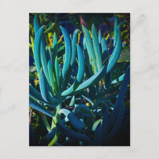 Blue Succulent in Hard Light Postcard