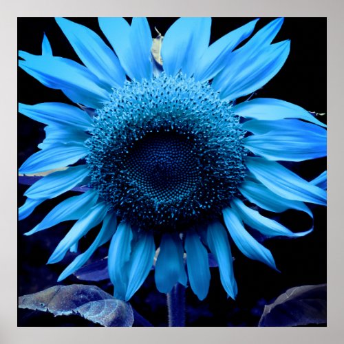Blue Sunflower blue daisy blue flower Poster