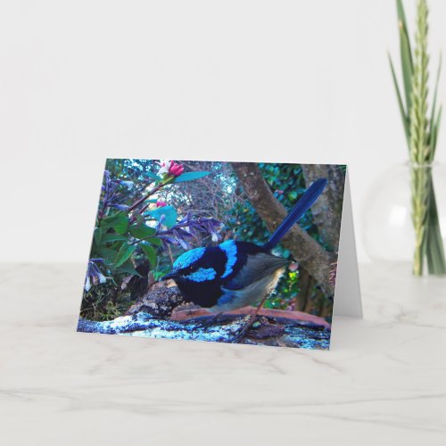 Blue Superb Fairy Wren Australian bird Card