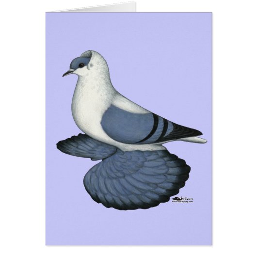 Blue Swallow Pigeon Cards (Front)