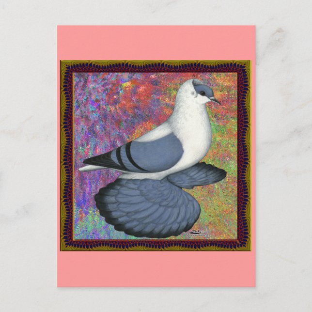 Blue Swallow Pigeon Framed Postcard (Front)