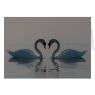 Blue Swans Must Be Love Blank Inside Cards