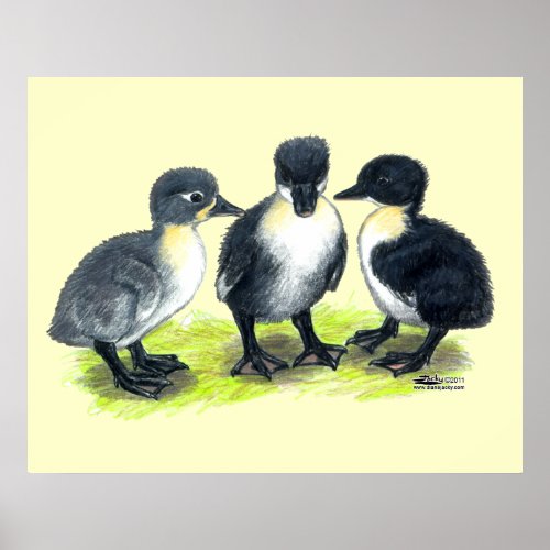 Blue Swedish Ducklings Poster