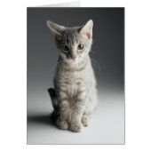 Blue Tabby Kitten (Front)