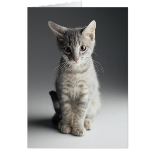 Blue Tabby Kitten Cards (Front)