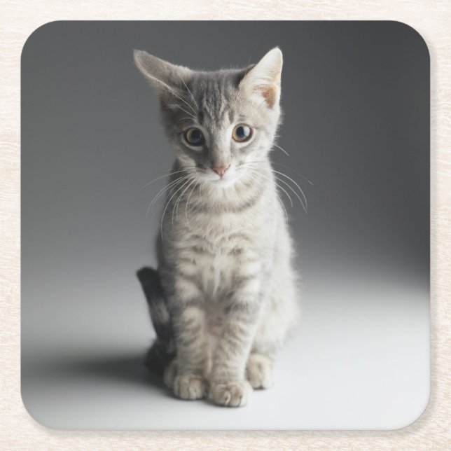 Blue Tabby Kitten Square Paper Coaster (Front)