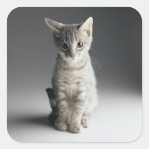 Blue Tabby Kitten Square Sticker