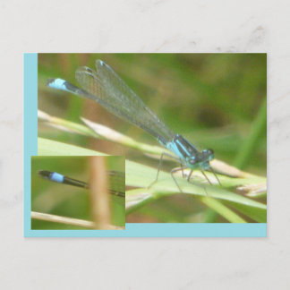 Blue Tailed Damselfly DIY Postcard