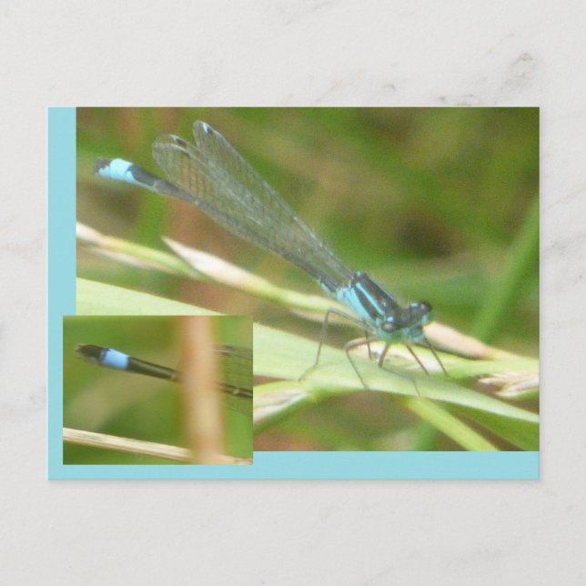 Blue Tailed Damselfly DIY Postcard (Front)