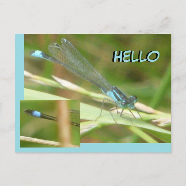 Blue Tailed Damselfly HELLO Postcard (Front)