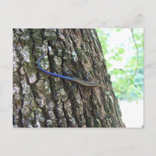 Blue Tailed Skink Postcard (Front)